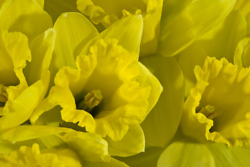 Image showing Daffodils