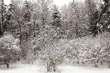 Image showing fir-tree in the winter  