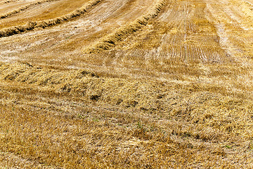 Image showing field with straw  