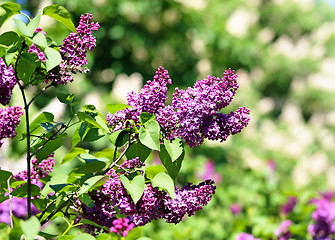 Image showing Beautiful lilac flowers  