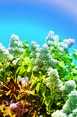 Image showing Beautiful lilac flowers  