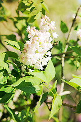 Image showing Beautiful lilac flowers  