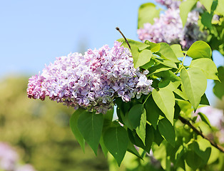 Image showing Beautiful lilac flowers  