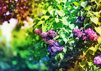 Image showing Beautiful lilac flowers  