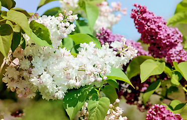 Image showing Beautiful lilac flowers  