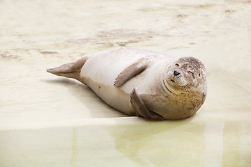 Image showing seal