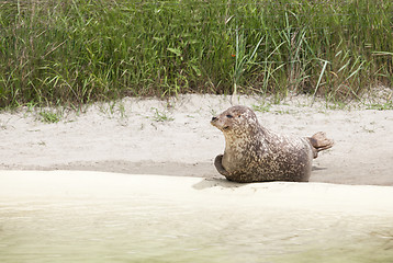 Image showing seal on the beach