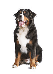 Image showing Isolated Bernese Mountain Dog