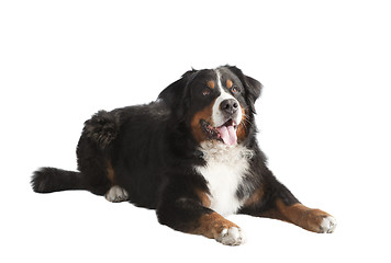 Image showing Bernese Mountain Dog lying