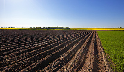 Image showing plowed land .  canola.