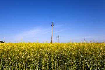 Image showing electric line in rape field  