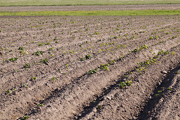 Image showing  Potato sprouts. field.