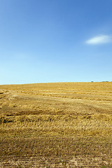 Image showing agriculture field.  cereals  