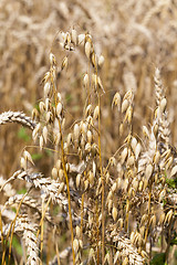 Image showing ripe oats in the field  