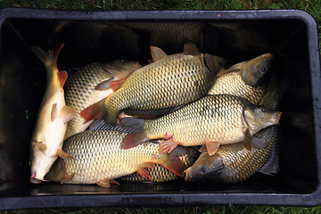 Image showing haul of carp fishes