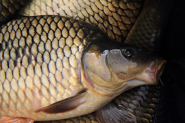 Image showing carp fish background