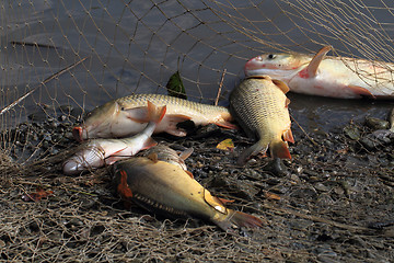 Image showing haul of carp fishes