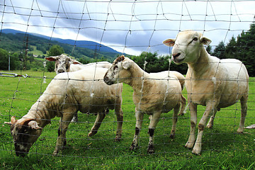 Image showing sheep from small home farm