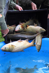 Image showing haul of carp fishes