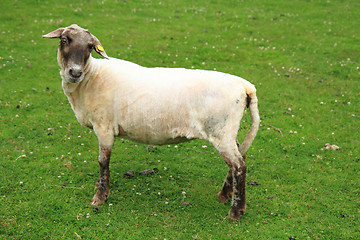 Image showing sheep from small home farm