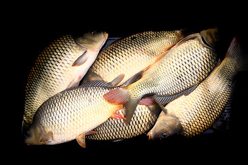 Image showing haul of carp fishes