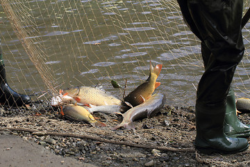 Image showing haul of carp fishes