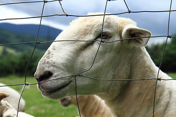 Image showing sheep from small home farm