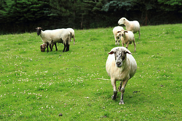 Image showing sheep from small home farm