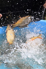 Image showing haul of carp fishes