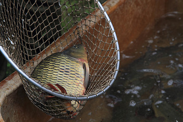 Image showing haul of carp fishes