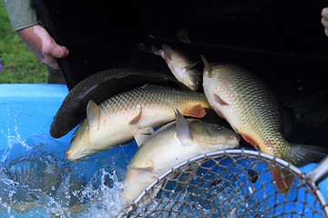 Image showing haul of carp fishes