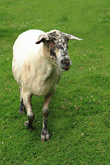 Image showing sheep from small home farm