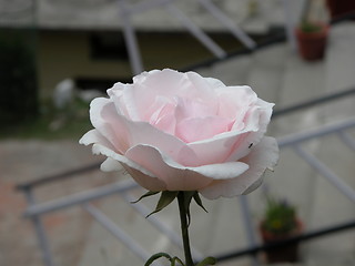 Image showing Black insect on pink rose