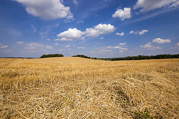 Image showing  agricultural field . wheat