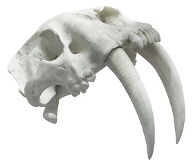 Image showing Smilodon Skull Cutout