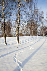 Image showing birch grove in winter  