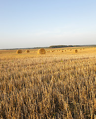 Image showing straw stack  harvest 