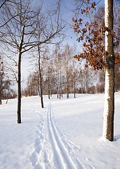 Image showing trees in the winter  