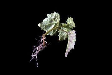 Image showing back view of young suspended plant with roots