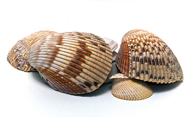 Image showing collection of various sized seashells over white