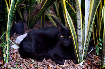 Image showing havana brown cat in garden