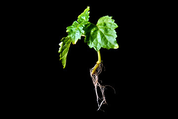 Image showing Patchouli plant with roots on black