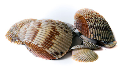 Image showing various sized seashells over white