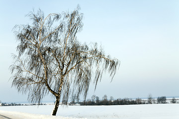 Image showing birch   of the road  