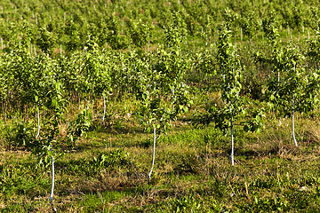 Image showing young fruit trees 