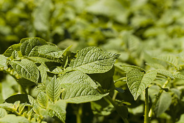 Image showing leaf of potatoes  