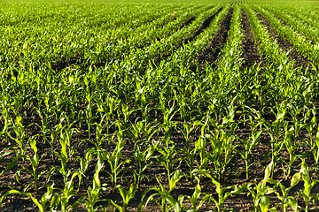 Image showing young corn . agricultural field  