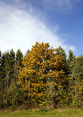 Image showing yellow maple in a small forest  