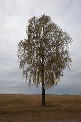 Image showing birch growing on the side of the road 