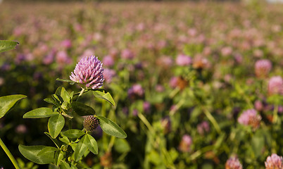 Image showing clover flowers  . Closeup.